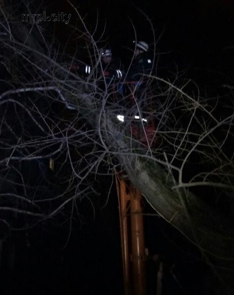 Шторм в Мариуполе: деревья рушились на дома и ограды, ливень топил дворы (ФОТО)