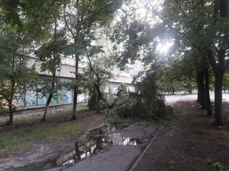 В Мариуполе шквальный ветер повалил старое дерево (ФОТОФАКТ)