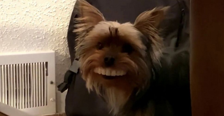 Стала звездой интернета: в Америке собака «примерила» вставную челюсть (ФОТО+ВИДЕО)