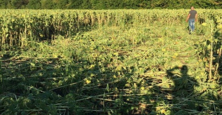 На Луганщине изъяли урожай конопли на полтора миллионов гривен