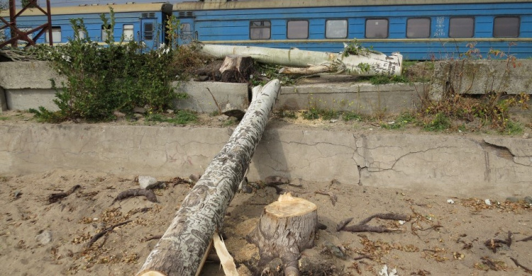 На мариупольском пляже спилены деревья для обеспечения дровами ВСУ (ФОТО)