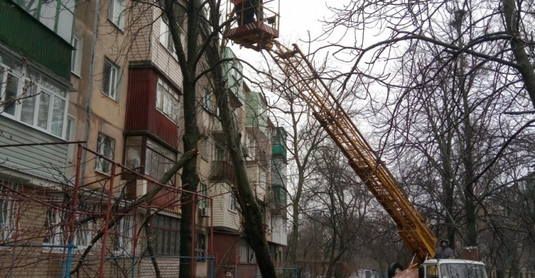 На пятиэтажку в Мариуполе упало дерево (ФОТО)