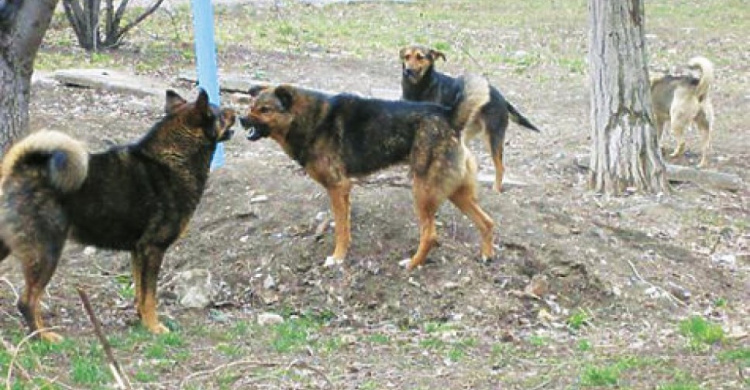 На жителей Приморского района бросаются бродячие собаки