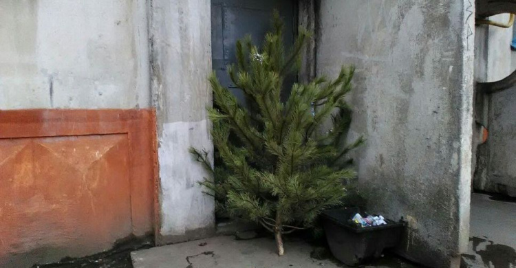 В Мариуполе собрали тонну выброшенных елок (ФОТО)
