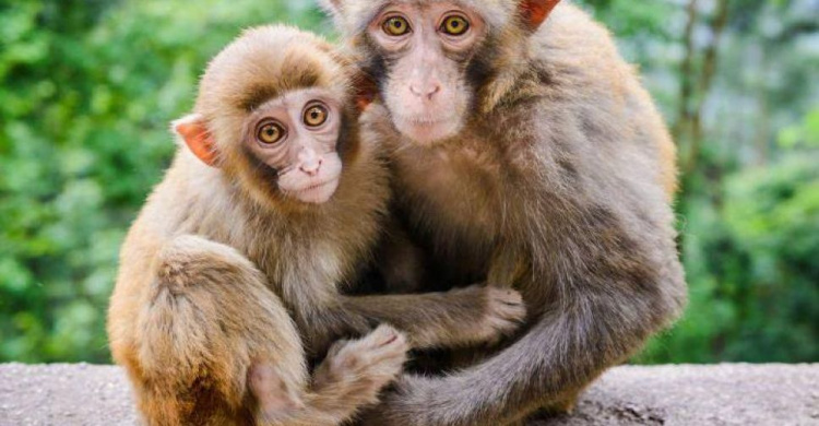 В Мариуполе на выставке обезьян посетители напали на охранников