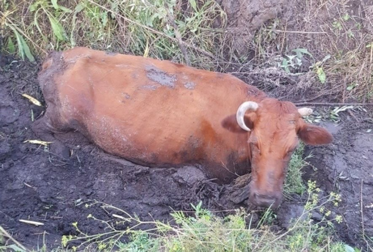 Спецоперация по спасению коровы прошла на Донетчине (ФОТО)