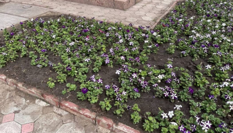 Вырывают с корнями: в Мариуполе продолжают обносить цветочные клумбы