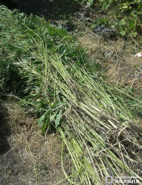 У наркоагрария взошел «урожай» в Мариуполе: начато расследование
