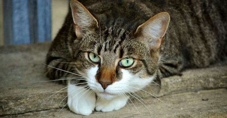 «Замуровали заживо»: в Мариуполе разгорелся скандал из-за котов