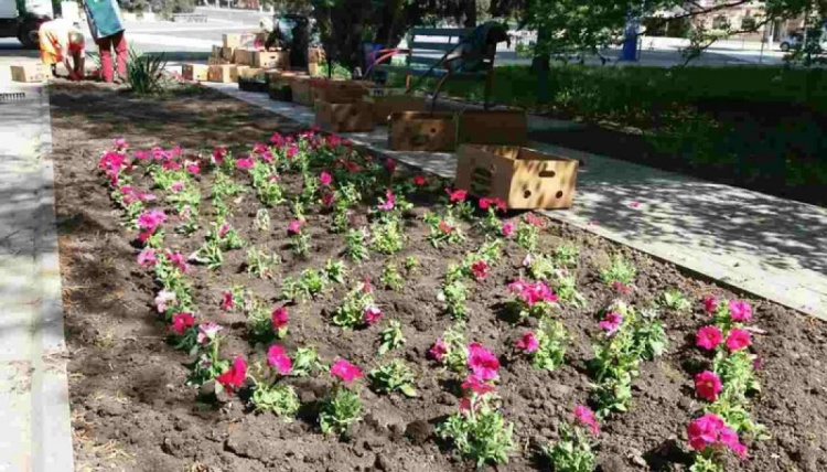 Мариуполь превращают в город-сад: закуплено 150 тысяч рассады (ФОТОФАКТ)