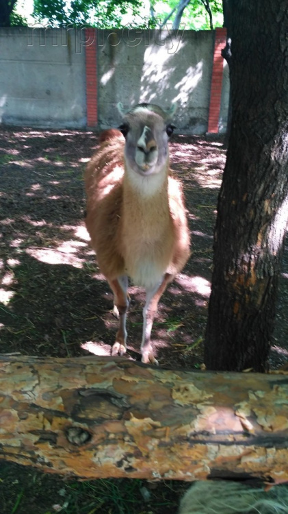 Мариупольский зоопарк