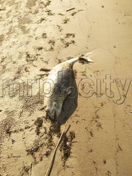 На мариупольском побережье нашли мертвого дельфина