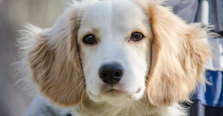 Мариуполь: Только ли от жизни собачей собака бывает кусачей? (ФОТО+ВИДЕО)