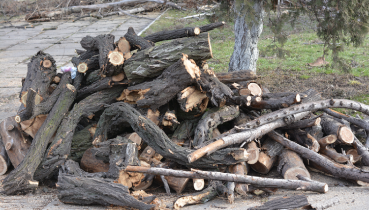 Спиленные в Мариуполе деревья становятся топливом для отопления домов льготников (ФОТО)