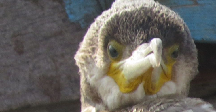 Мариупольцы на берегу моря спасают большую раненую птицу (ФОТО+ВИДЕО)