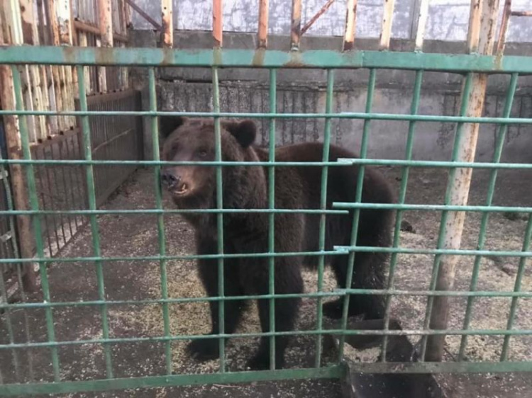 Из скандального зоопарка в Донецкой области не могут забрать животных (ФОТО)