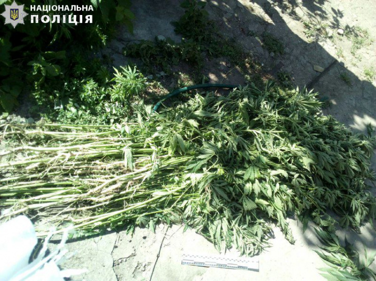 В Мариуполе поймали наркоагрария: полиция изъяла больше 300 кустов конопли (ФОТО)