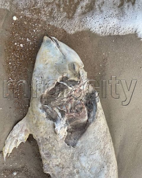 На побережье под Мариуполем нашли мертвого дельфина (ФОТОФАКТ 18+)