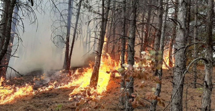 На Донетчине в масштабном пожаре выгорело более 12 гектаров территории