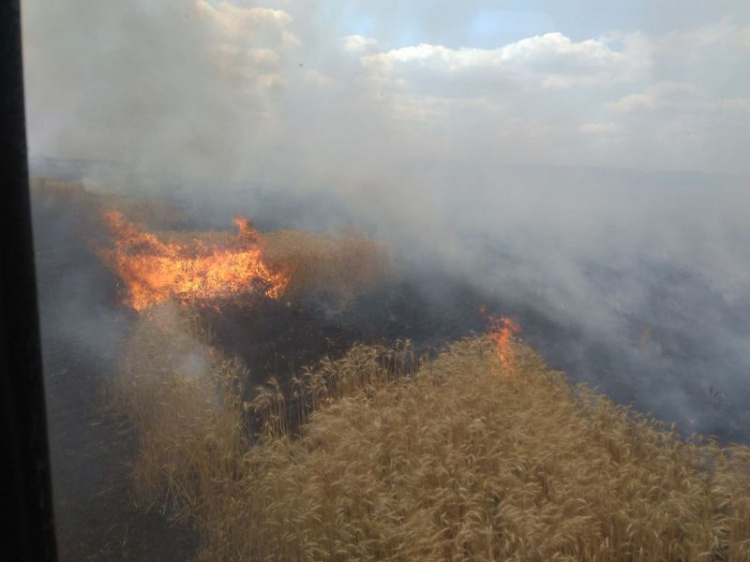 На Донетчине огонь уничтожил 24 га пшеницы