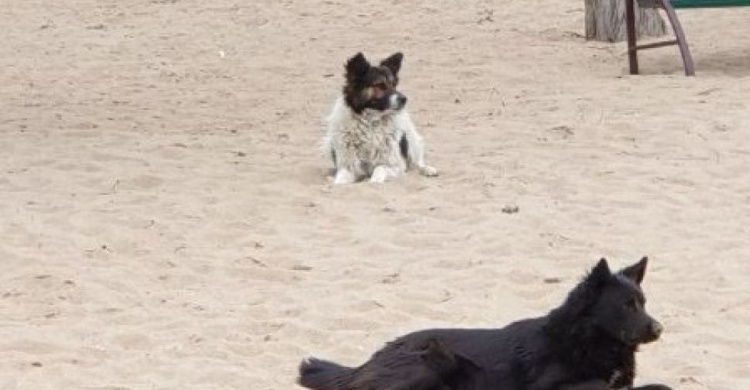 На мариупольском пляже - агрессивные собаки, одна из них искусала ребенка
