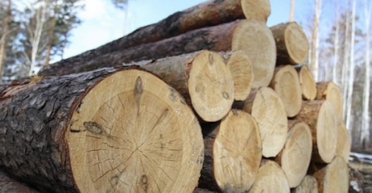 Житель Донетчины нарубил деревьев почти на полмиллиона гривен