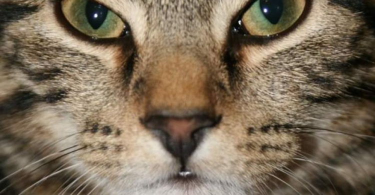 Самая красивая беспородная кошка: в Мариуполе определили победителя мяу-голосования (ФОТО)