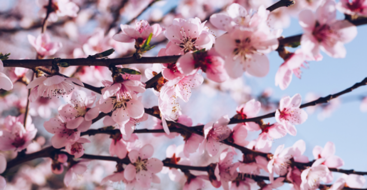 В Мариуполе декоративные яблони заменят сакурами. Где зацветут десятки японских вишен?