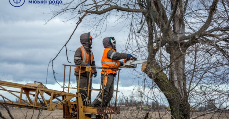 Мариупольские ЦПАУ начнут принимать заявления на обрезку деревьев