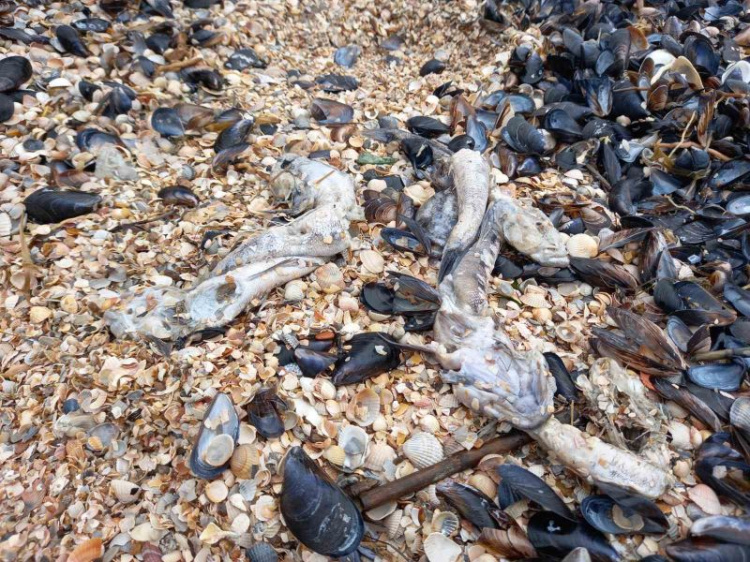 Замор бычка на Азовском море причинил ущерб на 91 млн грн