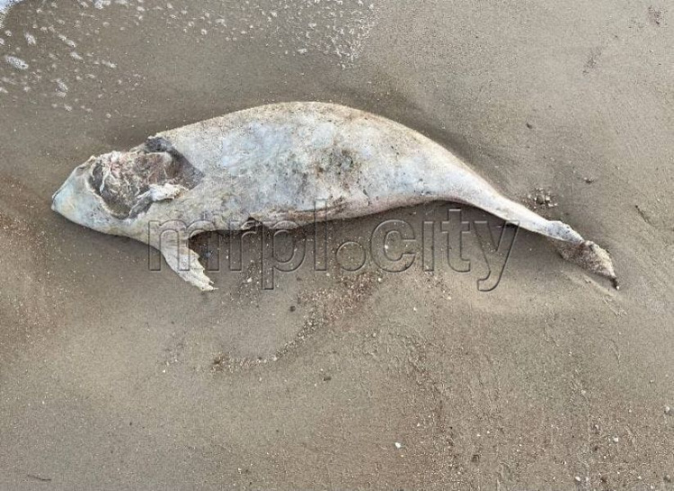 На побережье под Мариуполем нашли мертвого дельфина (ФОТОФАКТ 18+)