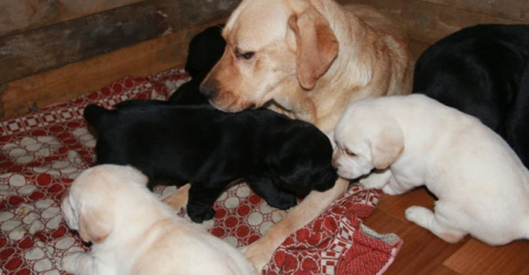 Семья служебных собак в Мариуполе обзавелась потомством (ФОТО)