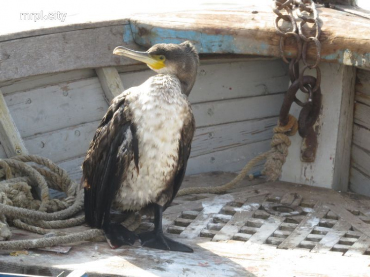 Мариупольцы на берегу моря спасают большую раненую птицу (ФОТО+ВИДЕО)