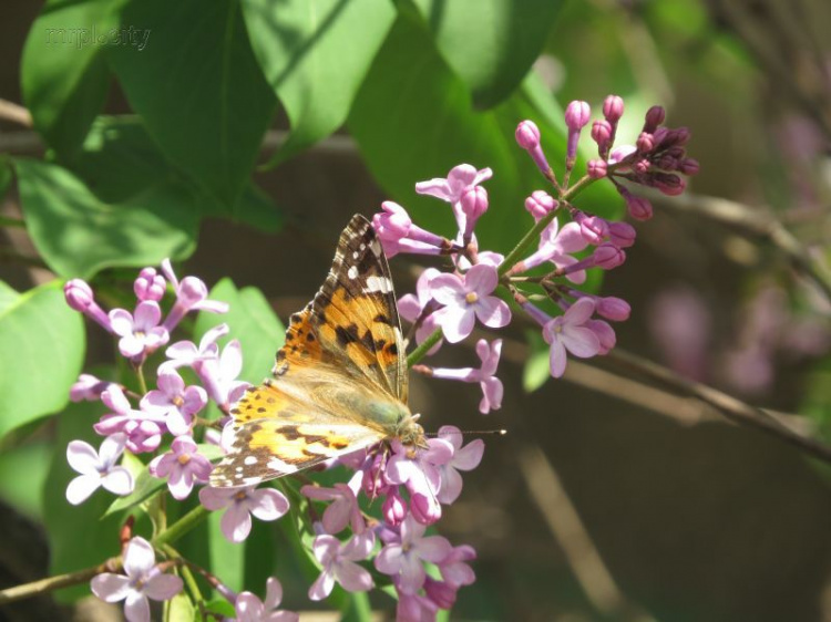 Сирень высотой с трехэтажный дом привлекла сотни бабочек в Мариуполе (ФОТО+ВИДЕО)