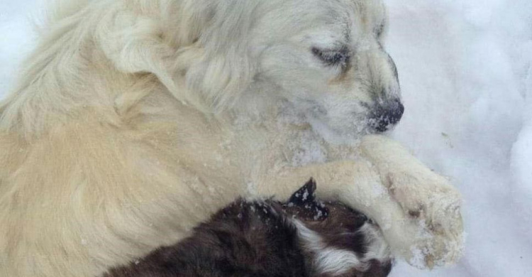 Жестокое убийство собаки на Полтавщине и отравленные псы в Мариуполе: как остановить догхантеров? (ФОТО)