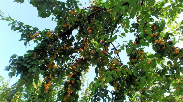 Сады мариупольцев ломятся от абрикосов: ТОП-рецептов простого приготовления (ФОТО)