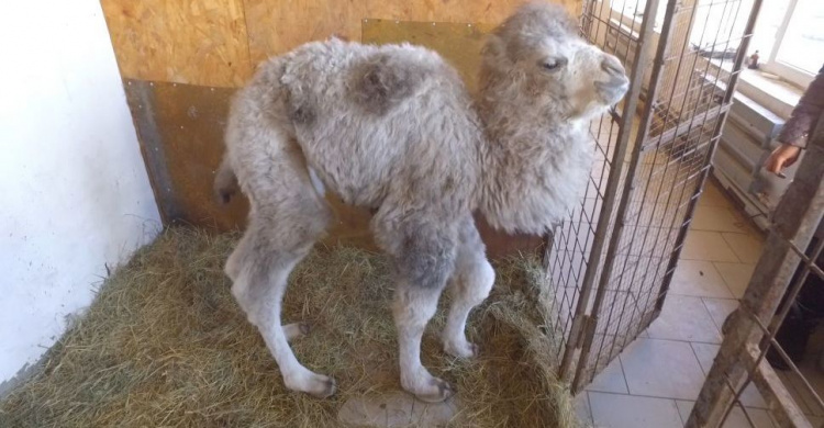 Уникальный новорожденный появился в мариупольском зоопарке (ФОТО+ВИДЕО)