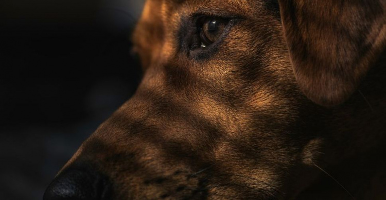 Собаки стали жертвами: на Донетчине детей подозревают в жестоком обращении с животными