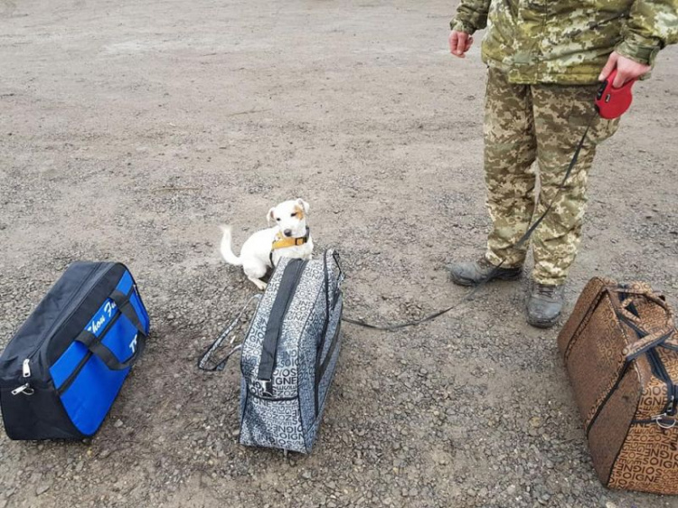 Тренировки и реальная опасность: служебные собаки помогают пограничникам Донетчины на КПВВ (ФОТО)