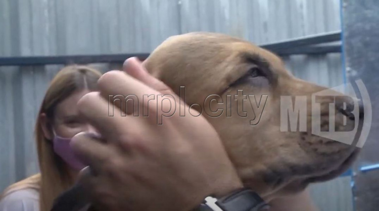 Лучшие условия для собачьего спецназа: Мариуполь помог отремонтировать кинологический центр