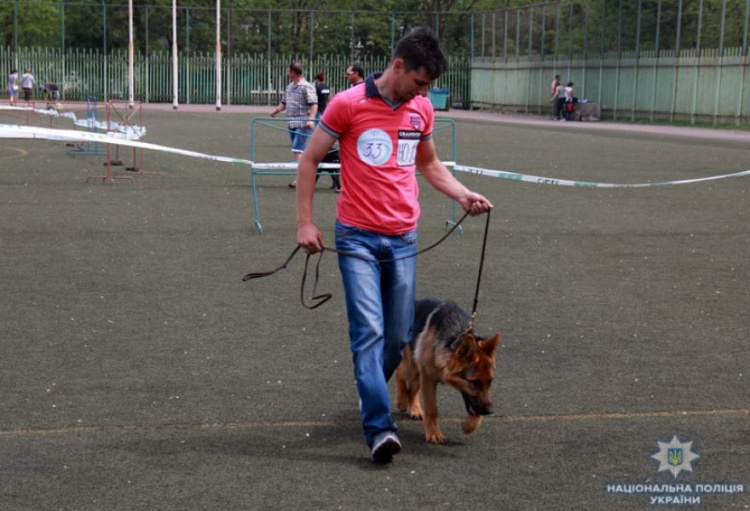 Конкурс в Мариуполе собрал 600 собак из разных регионов Украины и других стран (ФОТО)