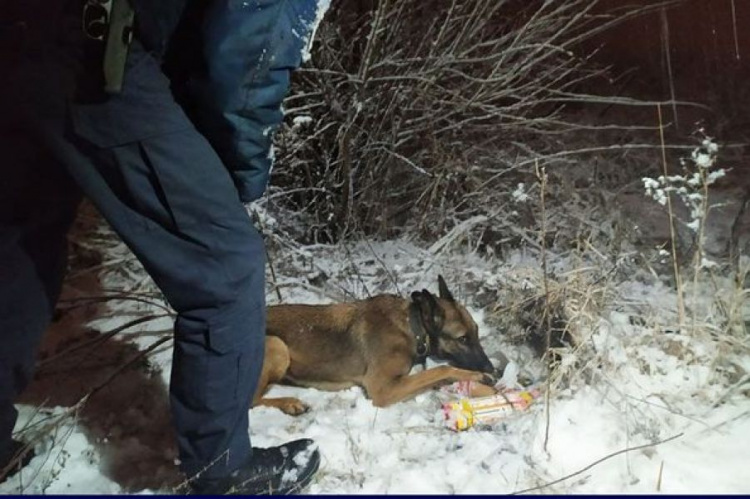 В Мариуполе собака обнаружила тайник с гранатами и патронами