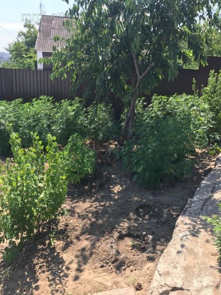 Мариуполец у себя в саду посадил 110 кустов элитных сортов конопли (ФОТО)