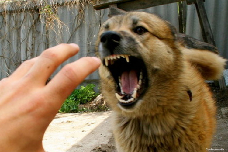 В Донецкой области бешеные собаки начали нападать на людей