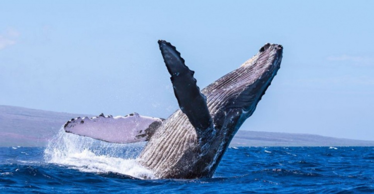 Участник флешмоба продолжал отжиматься в океане даже в присутствии китов (ВИДЕО)