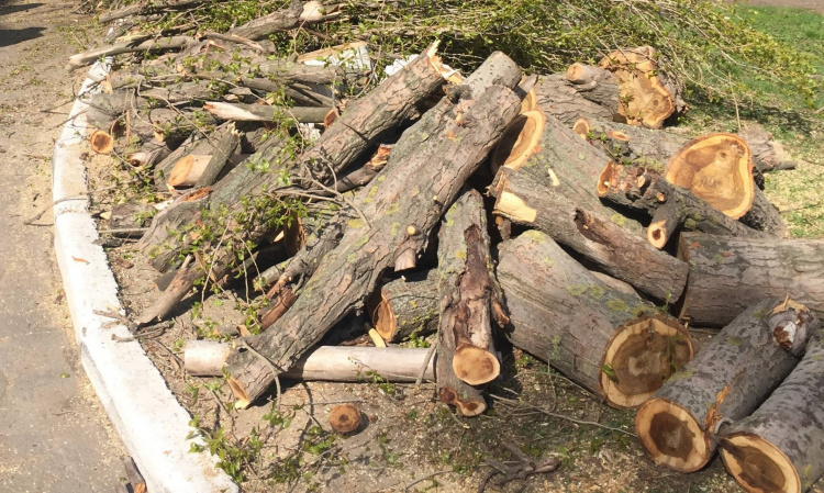 Мариупольцы просят общественников спилить деревья (ФОТО)