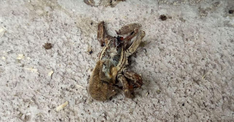 Разлетелся сотнями паучат: дом мариупольчанки атаковали тарантулы (ФОТО)