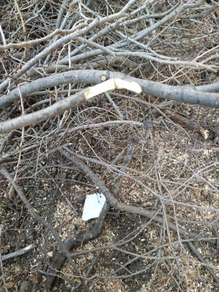 В Мариуполе деревьям продолжают обрезать кроны: кто и для чего пилит ветви?