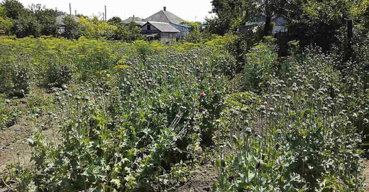Мариуполец превратил свой огород в наркоплантацию (ФОТО)  