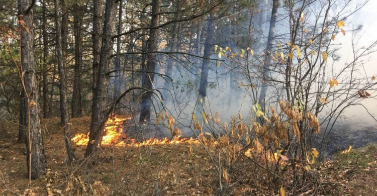 Огонь дошел до Федоровского леса под Мариуполем. Был ли это поджог?